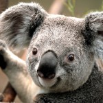 Avatar von Koala-Assasin